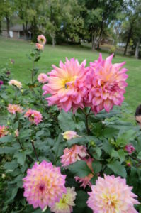 Dahlias in the garden at Garden by the Gate Floral Design, 2840 Nimishillen church ST NE, NOrth Canton OH